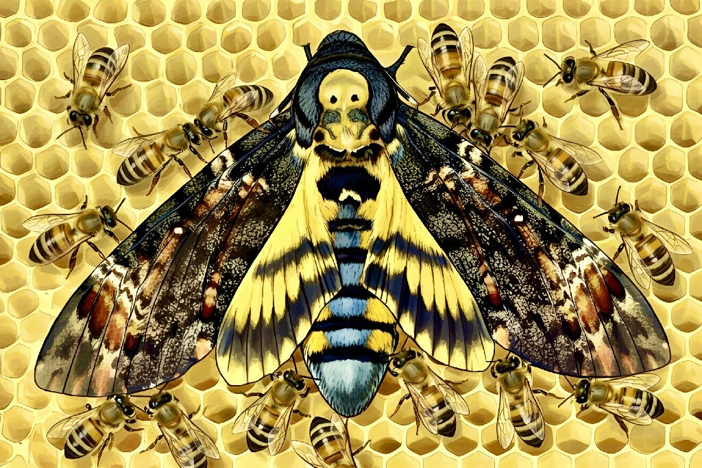 Deaths Head Hawk Moth and Honey Bees