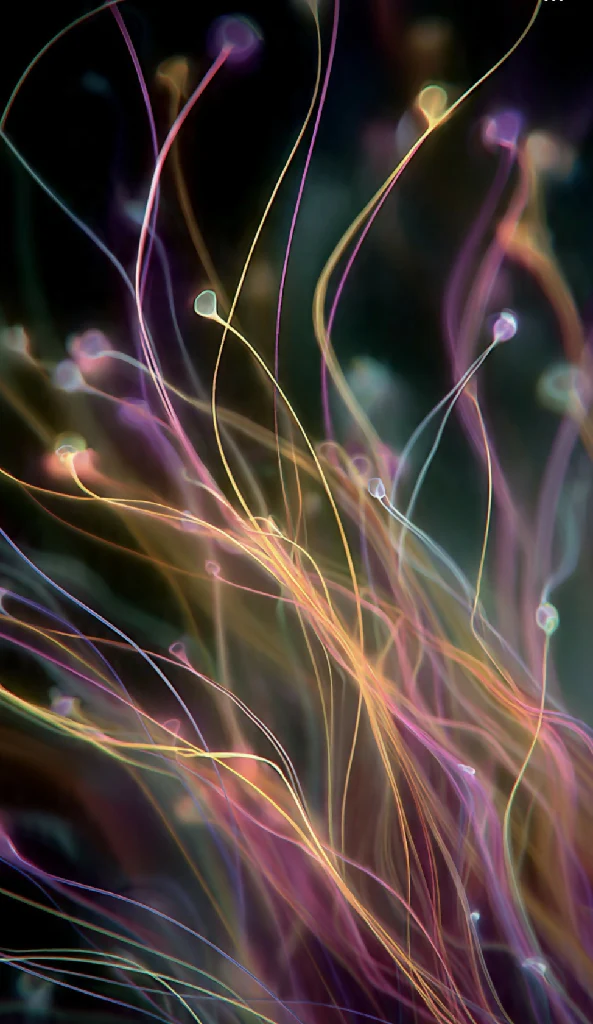 Neon Fibers
