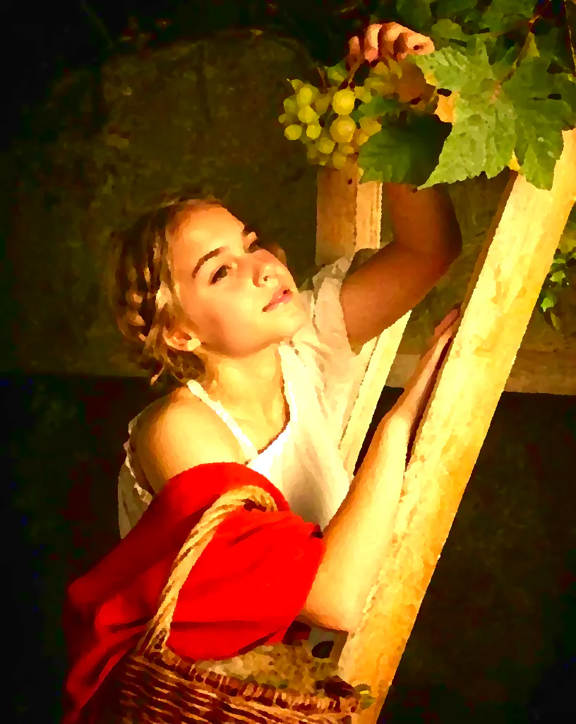The harvest of the grapes.